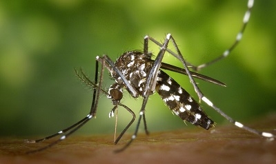 מניעת מפגעי יתושים ומחלות